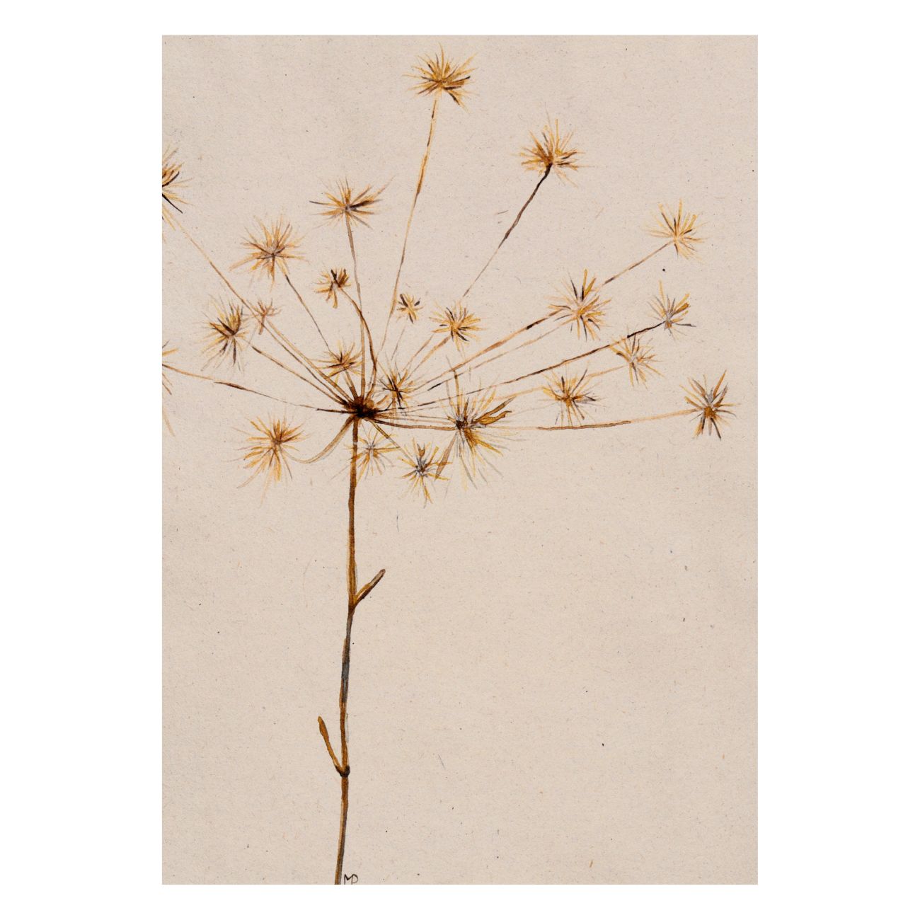 Gedroogde berenklauw