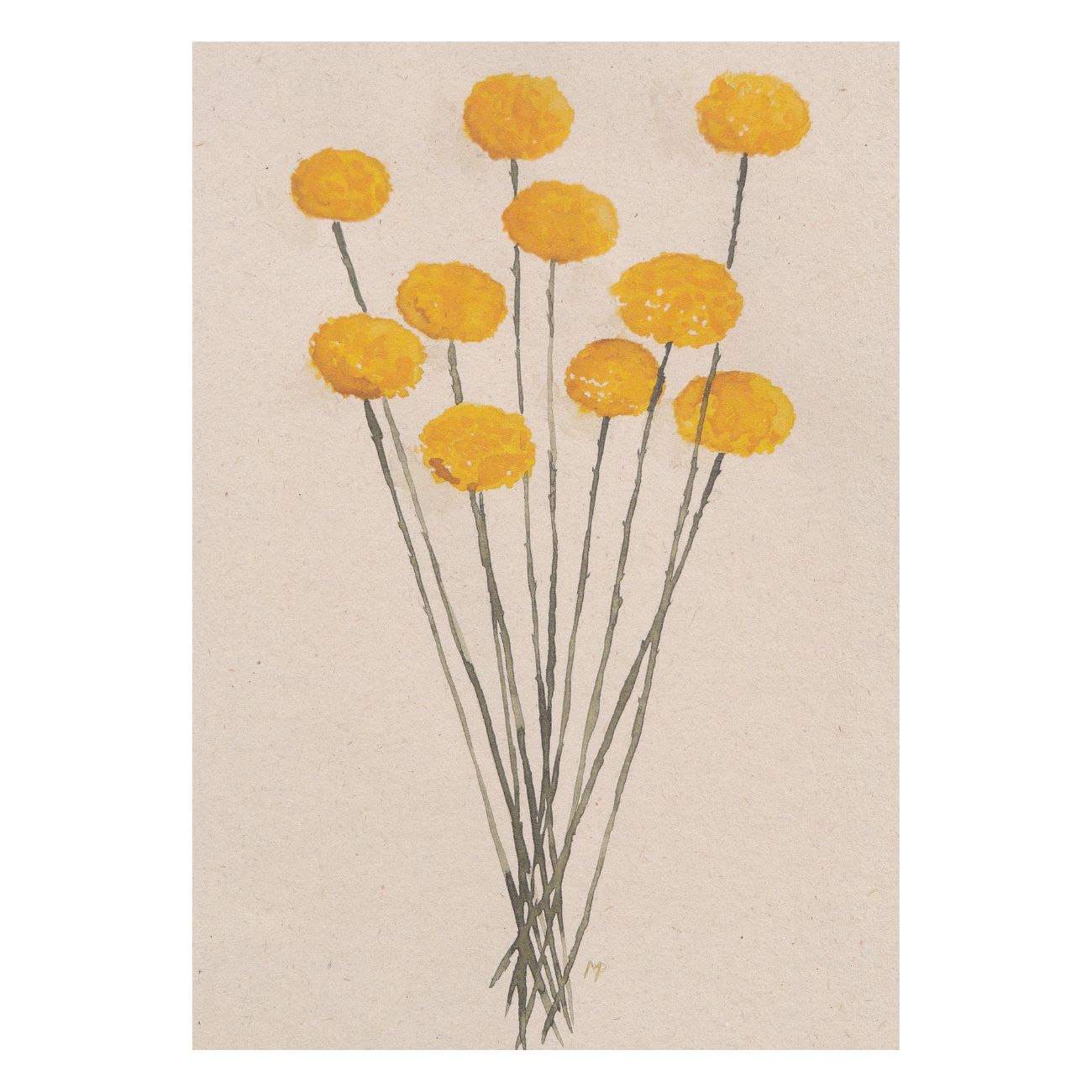 Ansichtkaart: Bosje craspedia's