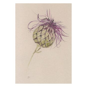 Ansichtkaart Grote centaurie